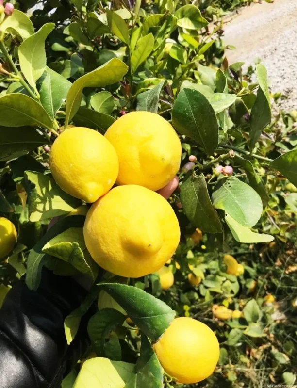 Limon Verna