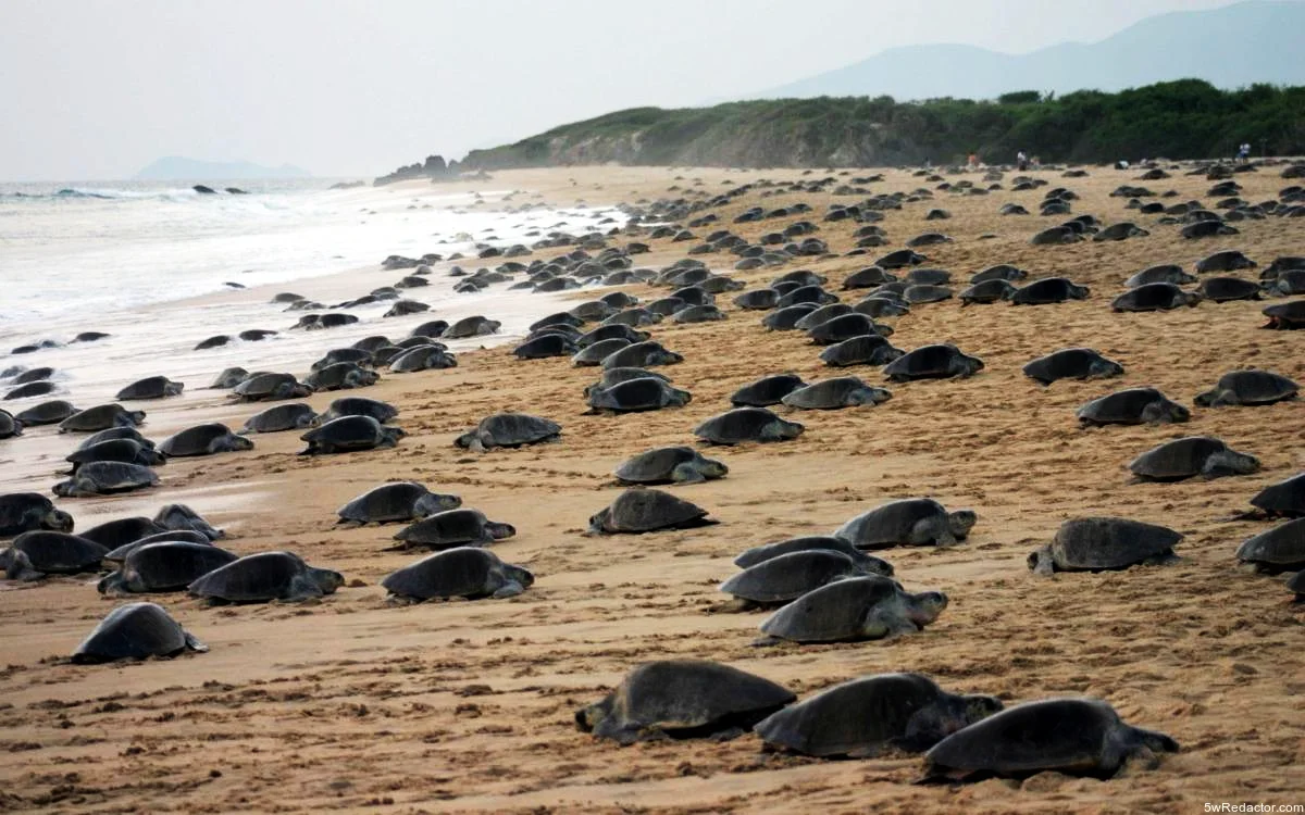 tortuga marina en Michoacán
