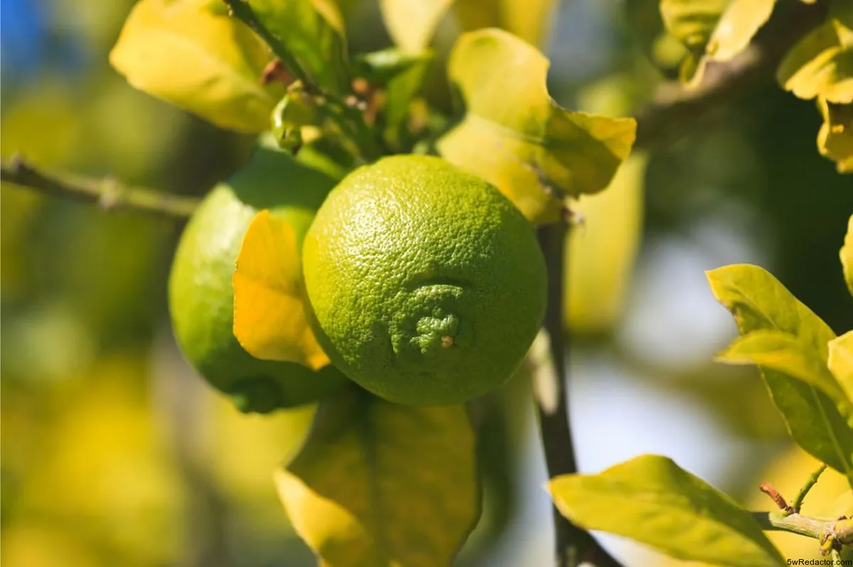 Limon