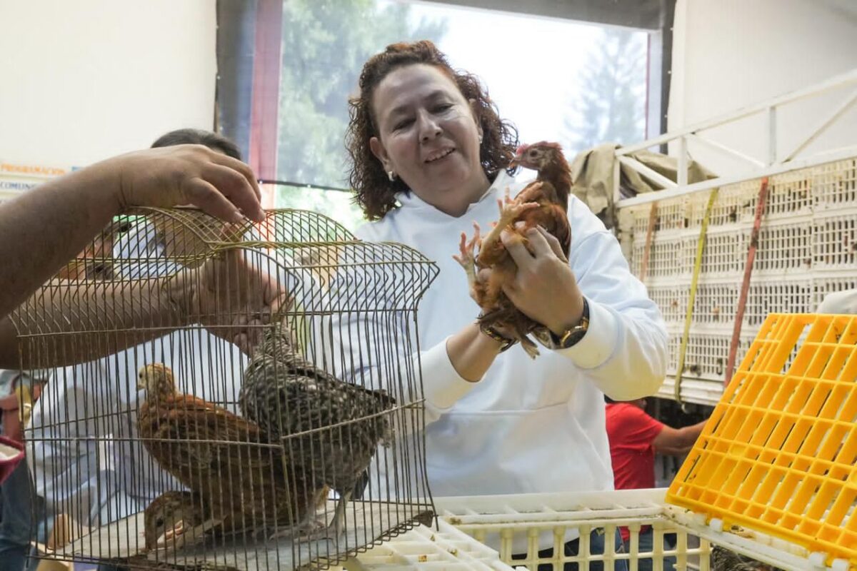 Agrosano Michoacán 2025 entrega 150 mil aves a 15 mil familias.