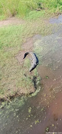 Cocodrilo en El Manglito