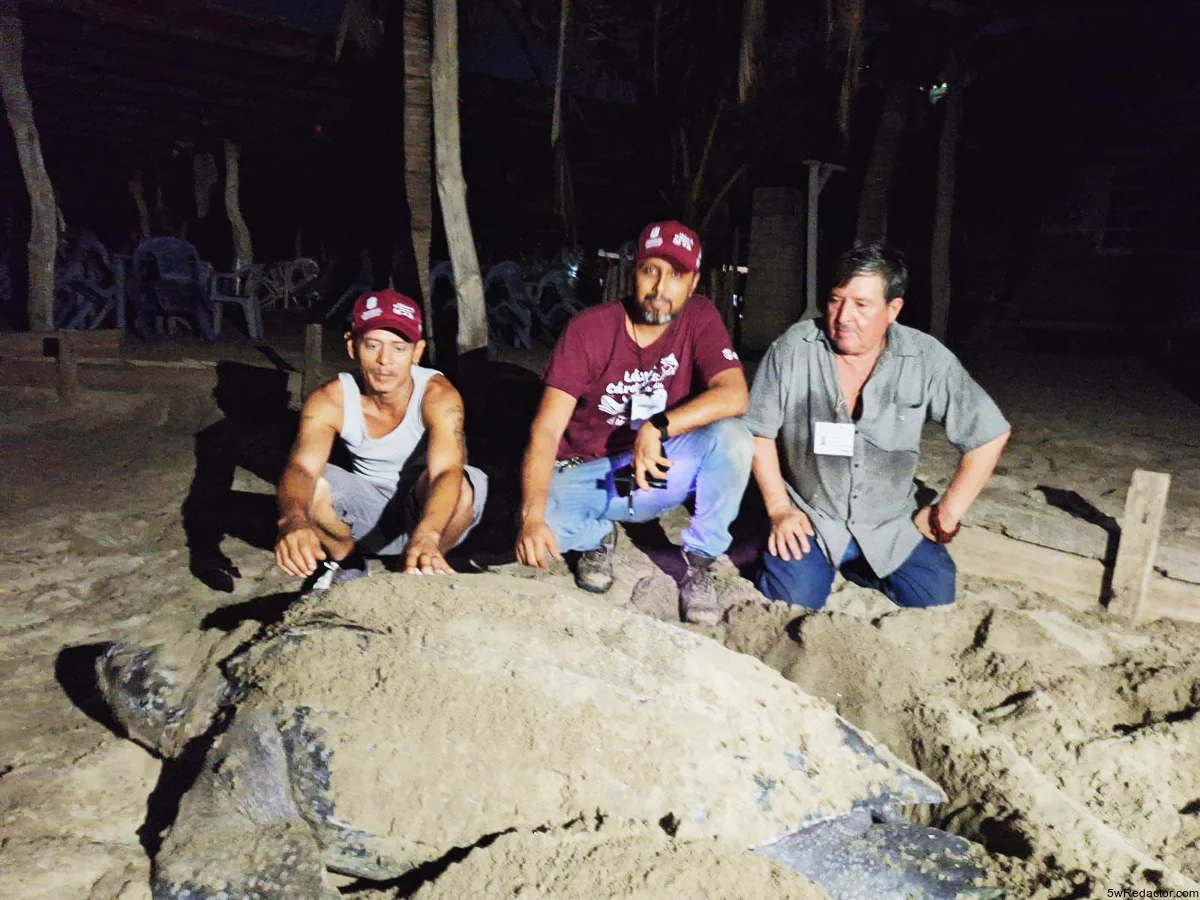 Tortuga laúd Michoacán