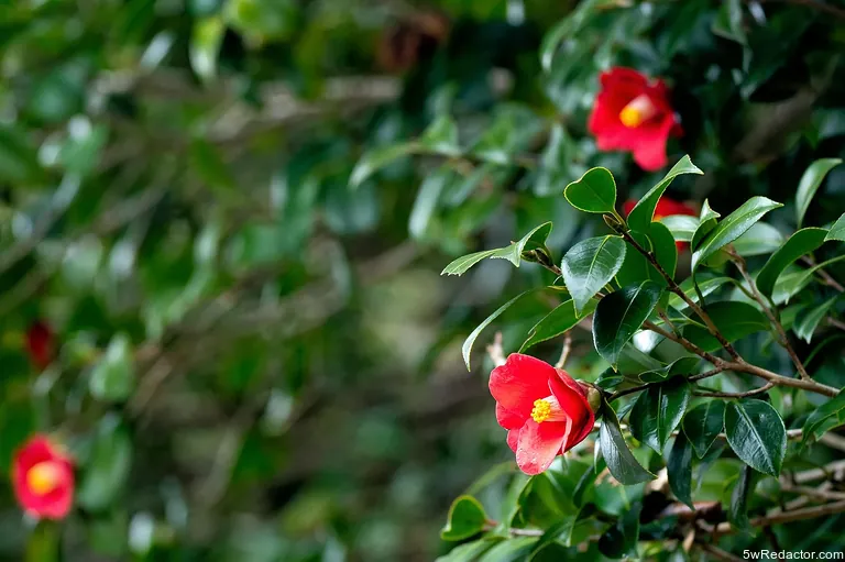 Camellia Sinensis