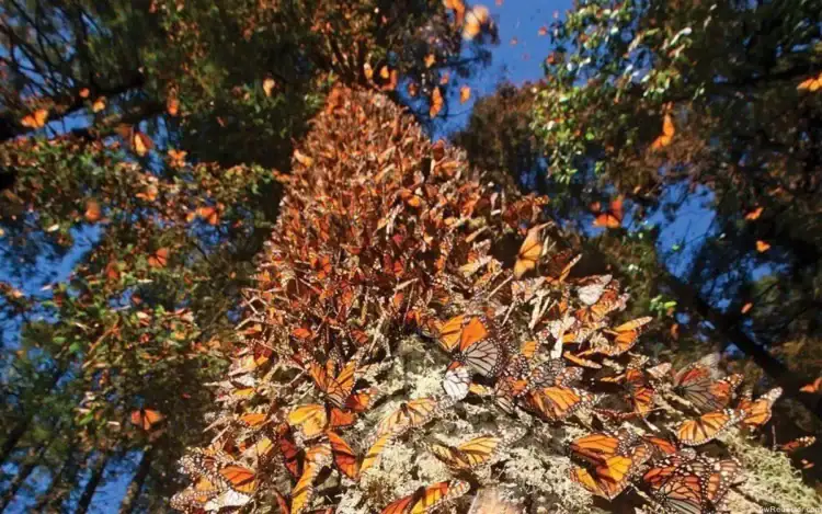 Mariposas monarca en un árbol durante el otoño en México.