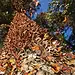 Mariposas monarca en un árbol durante el otoño en México.