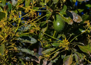 Aguacate libre deforestación Michoacán