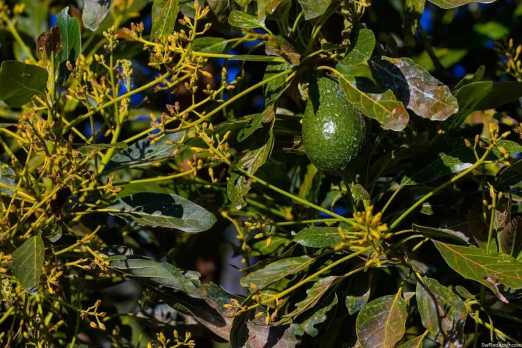 Aguacate libre deforestación Michoacán