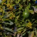 Aguacate libre deforestación Michoacán