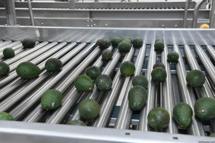 liderazgo agroexportador Michoacán