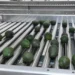 liderazgo agroexportador Michoacán