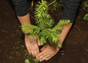reforma constitucional ambiental Michoacán