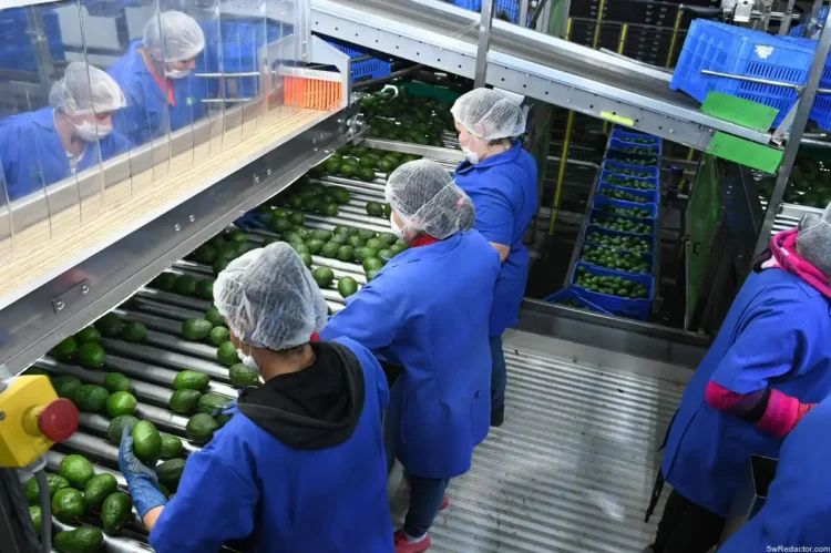 Certificado Laboral Agroexportación Michoacán