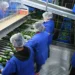 Certificado Laboral Agroexportación Michoacán