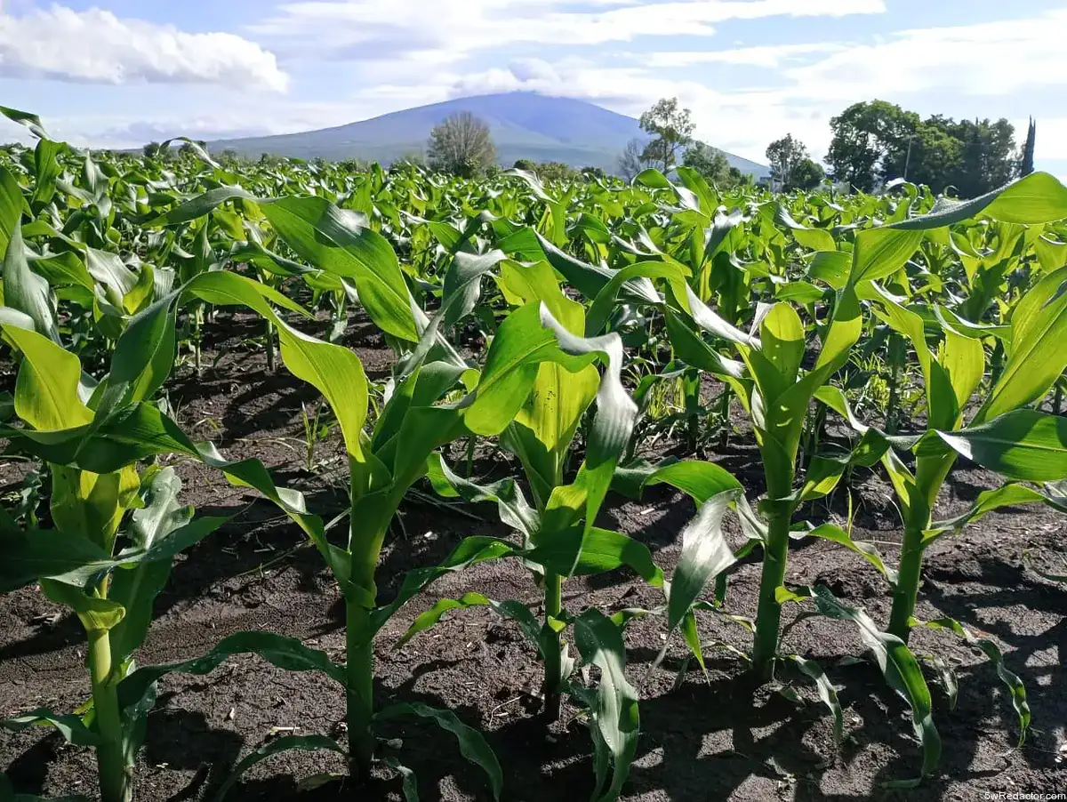 Maíz QPM Michoacán 2025 – semilla V-537C doble proteína Tierra Calient
