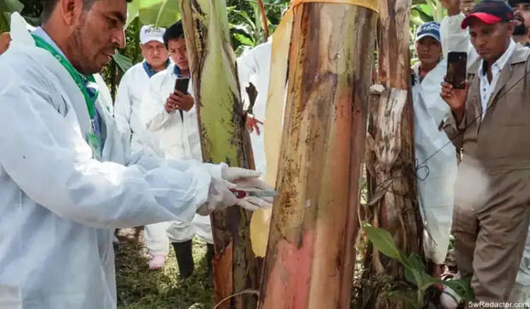 Analista de plagas en cultivos de plátano durante monitoreo en campo.