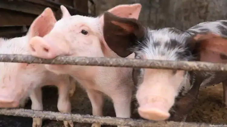 Cerdo y cerdita en un corral de granja, animales de domesticación rural en MX.