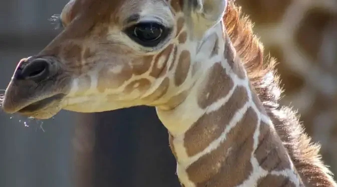 nacimiento jirafa Zoológico Morelia