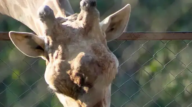 1. Jirafa adulta y jirafa bebé interactuando a través de una cerca en un zoológico.