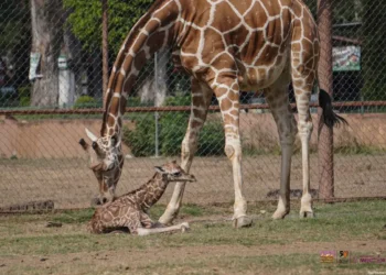 1. Jirafa adulta y jirafa bebé interactuando a través de una cerca en un zoológico.