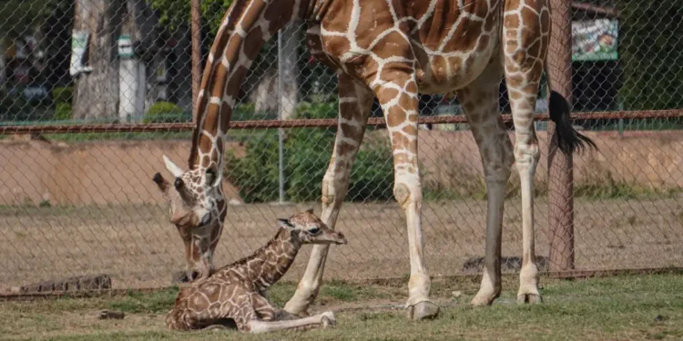 1. Jirafa adulta y jirafa bebé interactuando a través de una cerca en un zoológico.