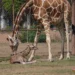 1. Jirafa adulta y jirafa bebé interactuando a través de una cerca en un zoológico.