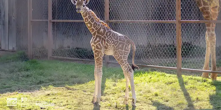 Jirafa bebé en zoológico, animales exóticos, naturaleza, hábitat protegido.