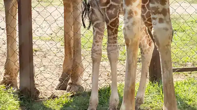 1. Osos jirafas en cautiverio en zoológico de Morelia, en sus espacios al aire libre.
