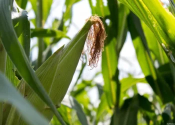 Maíz QPM Michoacán 2025 – semilla V-537C doble proteína Tierra Calient