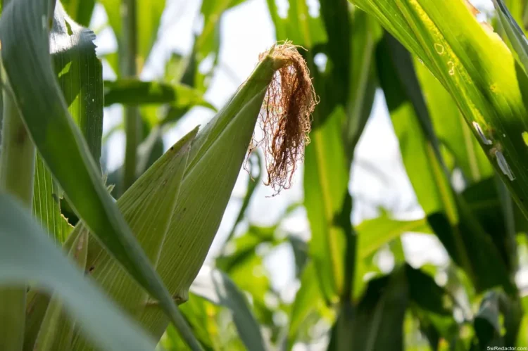 Maíz QPM Michoacán 2025 – semilla V-537C doble proteína Tierra Calient