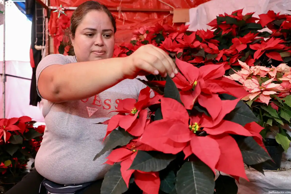 producción Nochebuena Michoacán