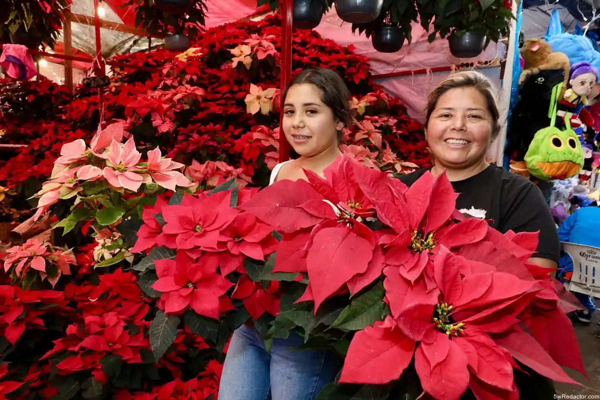 producción Nochebuena Michoacán