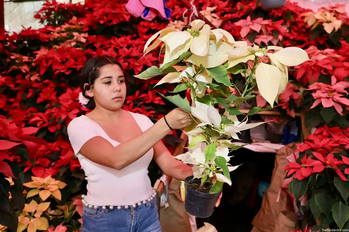 producción Nochebuena Michoacán