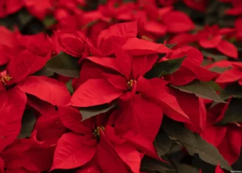 producción Nochebuena Michoacán