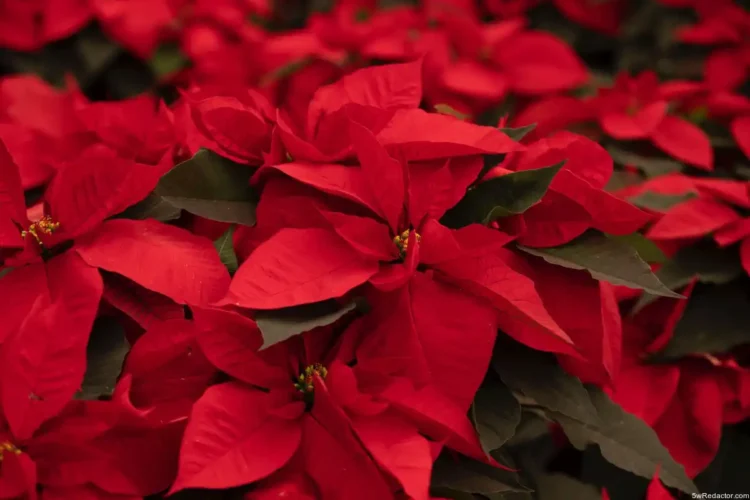 producción Nochebuena Michoacán