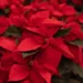 producción Nochebuena Michoacán