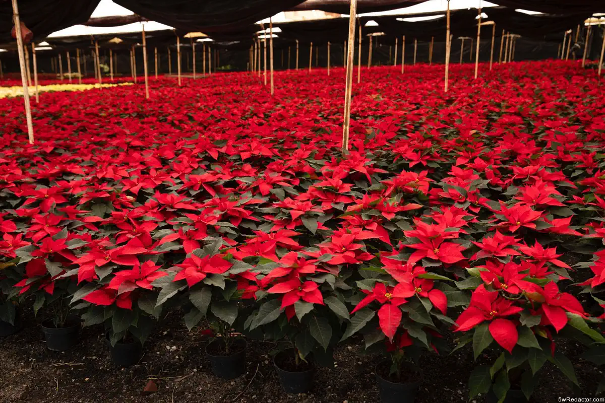 producción Nochebuena Michoacán