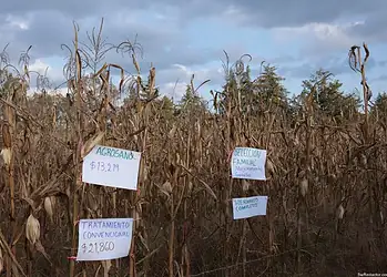 Alimentación Bienestar Michoacán 2026