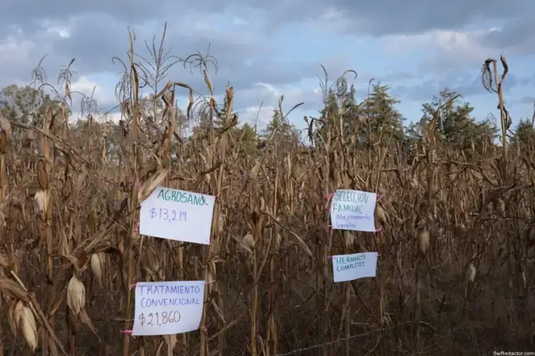 Alimentación Bienestar Michoacán 2026