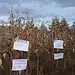 Alimentación Bienestar Michoacán 2026