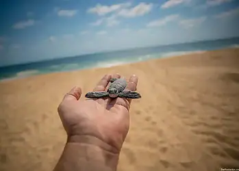 Tortuga marina en la mano en playa arenosa y oceano de fondo, conservación de especies marinas.