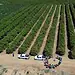 Campos agrícolas ecológicos en Brasil, con agricultores y maquinaria moderna.