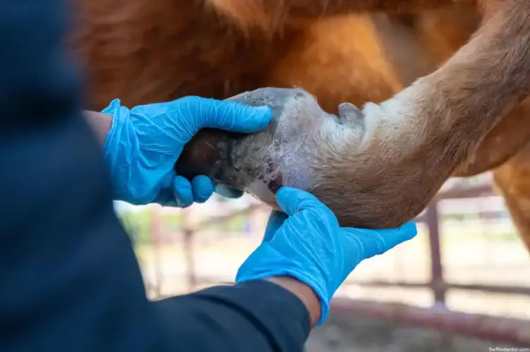 Cuidado veterinario en equinos, revisión de casco con guantes azules.