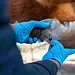 Cuidado veterinario en equinos, revisión de casco con guantes azules.