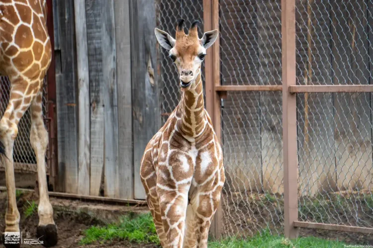 Cría de jirafa en cautiverio en zoológico de México.
