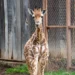 Cría de jirafa en cautiverio en zoológico de México.