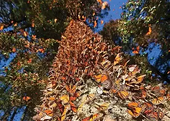 Mariposas monarca en árbol durante migración, naturaleza, bosques, belleza natural, verano, otoño.