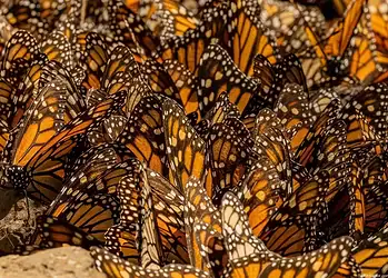 Mariposas monarca agrupadas en un intento de migración natural en su hábitat.