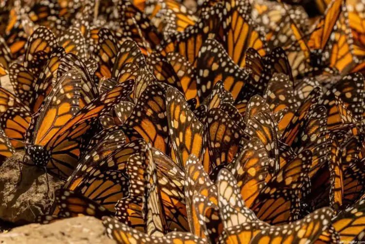 Mariposas monarca agrupadas en un intento de migración natural en su hábitat.