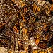 Mariposas monarca agrupadas en un intento de migración natural en su hábitat.
