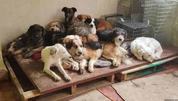 protección animal Michoacán 2025